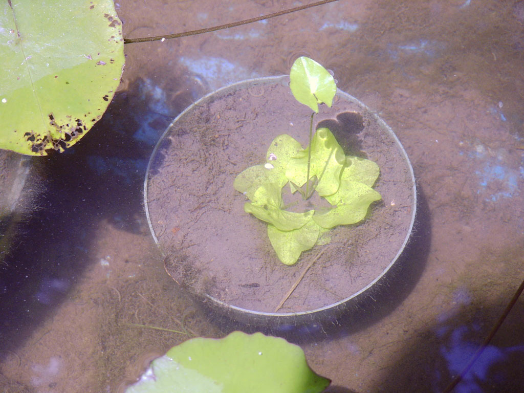 Nymphaea minuta July 26 06 Image022